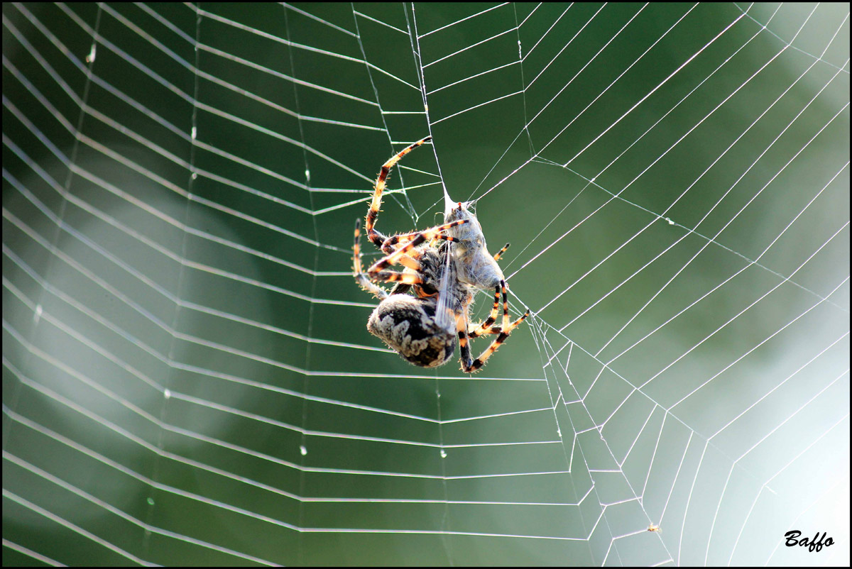 Araneus cf. circe - Isola di Cherso (Croazia)